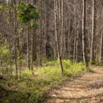 piney-knob-flaming-azalea-trail